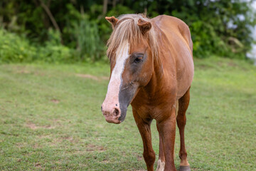 Obraz premium Wild horses on Vieques, Puerto Rico