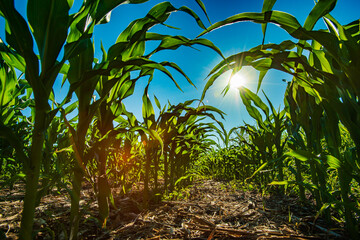 Low angle view of young corn crop growing under warm summer sun in North Dakota.