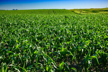 Young plants in in cornfield growing under summer sun in North Dakota.