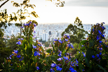 flowers in the beautiful horizon 