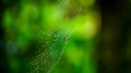 A small spider in its web, blurred green background
