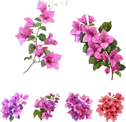 set of bougainvillea flowers in color style, isolated in white
