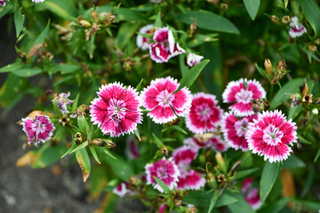 Fototapeta premium ナデシコ 「F1テルスターピコティー」 Dianthus 'Telstar Picotee'