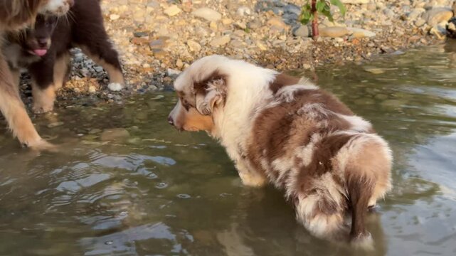 Dog is playing in the water with another dog