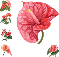 set of Anthurium flower in color style isolated on white