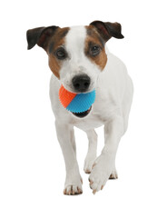 Cute dog playing with toy on white background. Lovely pet