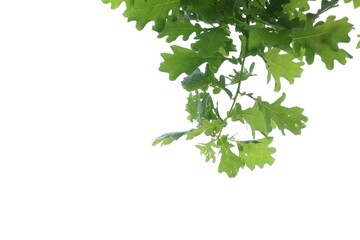 Oak tree branch with green leaves on white background, low angle view. Space for text