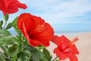 Hibiscus plant with bright red flowers on tropical island