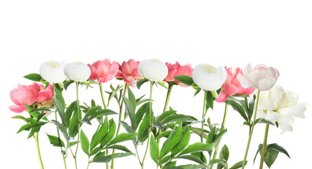 Different aromatic peonies with green leaves on white background