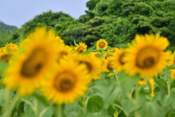 一面に咲いたひまわり畑

