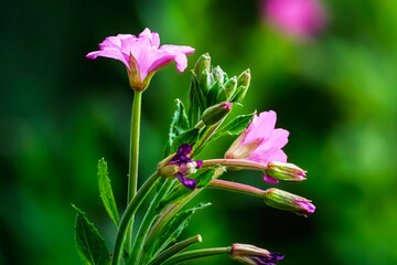 Close-up of a pink Great willowherb, Bedworth Sloughs, Warwickshire July 2025
