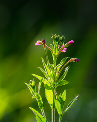 Close-up of a pink Great willowherb, Bedworth Sloughs, Warwickshire July 2025