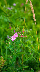 Close-up of a pink Great willowherb, Bedworth Sloughs, Warwickshire July 2025
