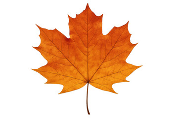 Detailed close-up of a vibrant orange maple leaf, isolated on a transparent background, capturing the essence of autumn