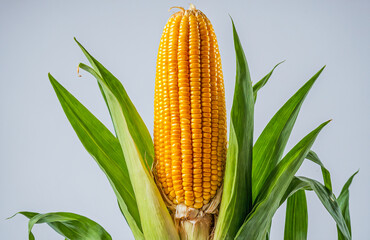 Fresh harvested corn cob standing tall isolated on clean white background
