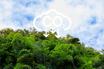 Illustration of a tropical forest absorbing carbon dioxide (CO₂) to reduce greenhouse gases and...