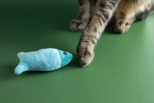 Feline Paws and Play: Cat with Plush Fish Toy on Green Background. Close-up studio photograph of a tabby cat's paws approaching a blue plish fish toy on a minimalist green background. The image captur