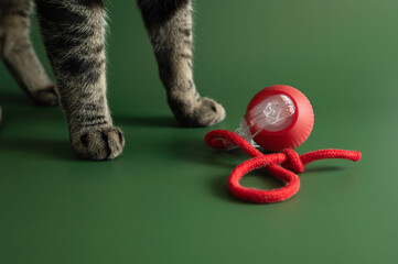 Feline Paws and Play: Cat with Red Interactive Toy on Green Background. Close-up studio photograph...