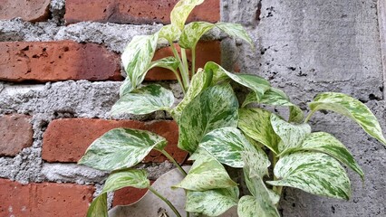 Lush Devil's Ivy (Epipremnum aureum): Vibrant Golden Pothos or Money Plant with Rich Variegated...