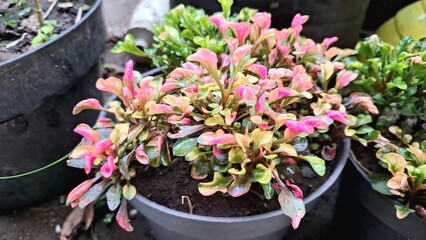 Colorful Alternanthera Plant Texture from Above with Lush Botanical Pattern, Decorative Garden Foliage for Eco-Themed Backgrounds and Nature-Inspired Design