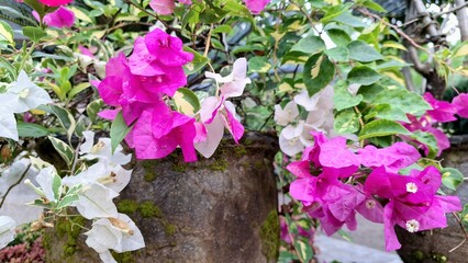 Close-up of White and Pink Variegated Bougainvillea Glabra Flowers in Full Bloom, Vibrant Tropical Paper Plant Blossoms in Natural Sunlight Outdoor Garden	