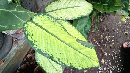 Close-Up Vibrant Dieffenbachia Leaf: Unique White and Green Variegated Pattern, Tropical Houseplant Foliage Detail