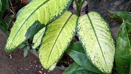 Dieffenbachia Seguine Macro: Vibrant Natural Texture and Distinctive Green-White Foliage Pattern,...