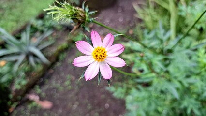 Purple Cosmos Caudatus Flower Blossoming Outdoors – Tropical Asteraceae Plant in Natural Habitat