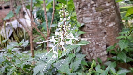 Macro Shot of White Java Tea Flower Delicate Herbal Bloom from Orthosiphon Aristatus for Botanical Use, Nature Themes, and Alternative Medicine Design	