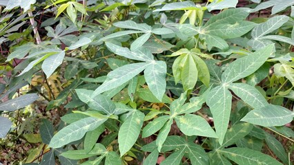 Vibrant Green Texture of Multiple Cassava Leaves (Manihot esculenta), Creating a Fresh and Organic...