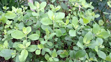 Aromatic Green Pluchea Indica (Indian Camphorweed) Leaf Close-Up: Highlighting its Texture and Medicinal Properties for Herbal Remedies and Botanical Illustrations