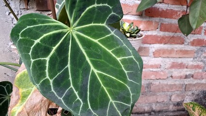 Vibrant Anthurium Crystallinum 'Mini Elephant Ear' in Bloom: A Lush Tropical Garden Gem with Exotic Close-up Detail in Summer Sunlight.