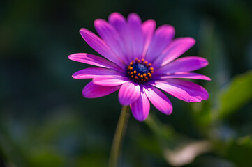 Fototapeta premium Blue eyed daisy a perennial flowering plant with striking blue or purple centers and white or light-colored petals, known for its hardiness and popularity in gardens and containers