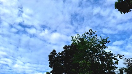 Tropical forest tree leaves surrounding blue sky and fluffy clouds, peaceful and calm natural scene ideal for eco themes, summer vibe, environment, and outdoor wellness