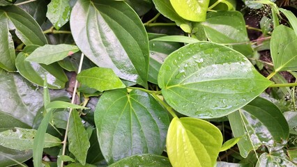 Heart-Shaped Betel Leaves of Piper Betle Plant, Vibrant and Glossy Green Herb Growing in Garden, Traditional Asian Herbal Medicine Ingredient