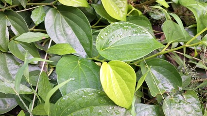 Close Up of Aromatic Green Betel Leaves, Piper Betle Herb Growing on Soil, Glossy Traditional Plant...