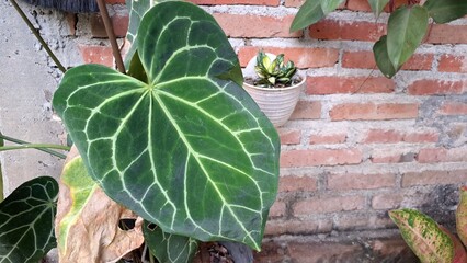 Vibrant Anthurium Crystallinum 'Mini Elephant Ear' in Bloom: A Lush Tropical Garden Gem with Exotic...