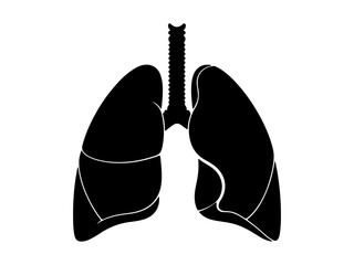 x ray image of a human Lungs anatomy