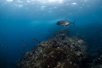 Fototapeta premium 바다의 거대한 트레발리와 작은 물고기들이 바위 주변을 헤엄치는 아름다운 수중 풍경