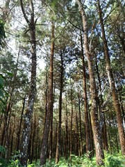 trees in the forest