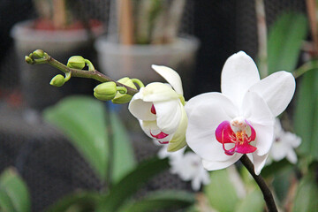 Flor de orquídea de color blanco con el centro en tonos violeta y rojo