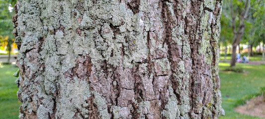 bark of a tree close up	
