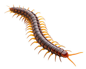poison animal centipede detail isolated on a transparent background