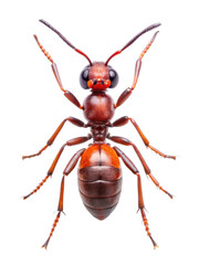 Fototapeta premium Red wood ant - Formica rufa or southern wood ant, isolated on a transparent background