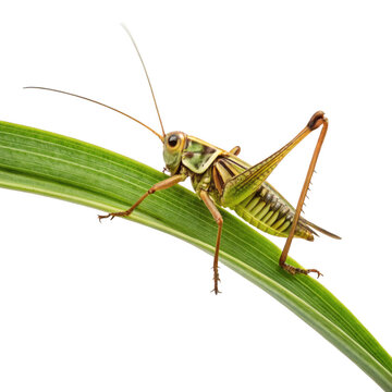 Saddle-backed Bush Cricket  on blade of grass isolated on a transparent background