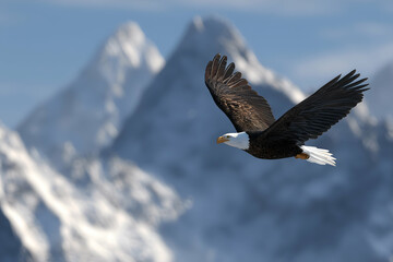 Obraz premium Flying eagle front with snow capped mountains in the background