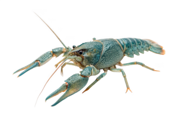 Stone crayfish, Austropotamobius torrentium, isolated on a transparent background