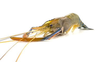 Fresh river prawns isolated on white background. Big freshwater prawns. River prawns for cooking.