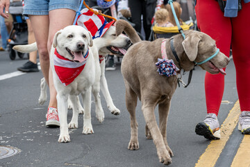 White labrador retriever dog wear patriotic red white and blue bandana during the Ventura 4th July parade