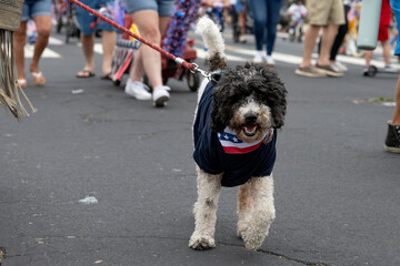 Black and white labradoodle dogs wear patriotic red white and blue during the Ventura 4th July parade